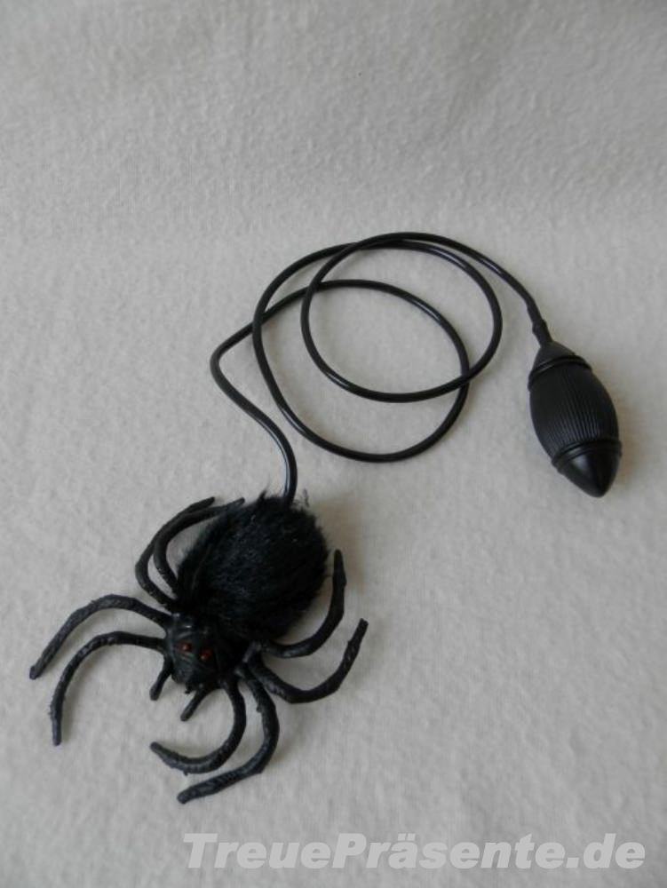 Hüpfspinne